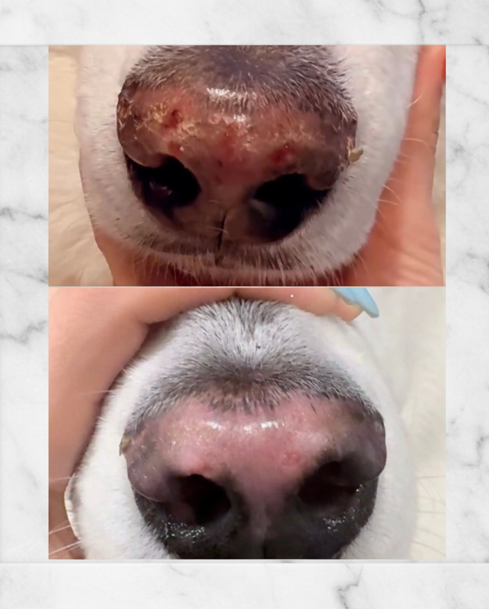 Pure & Good Nose & Toes Potion- - Natural Multi-Use Pet Balm